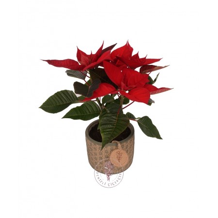 Ponsetya Atatürk Çiçeği (Poinsettia)